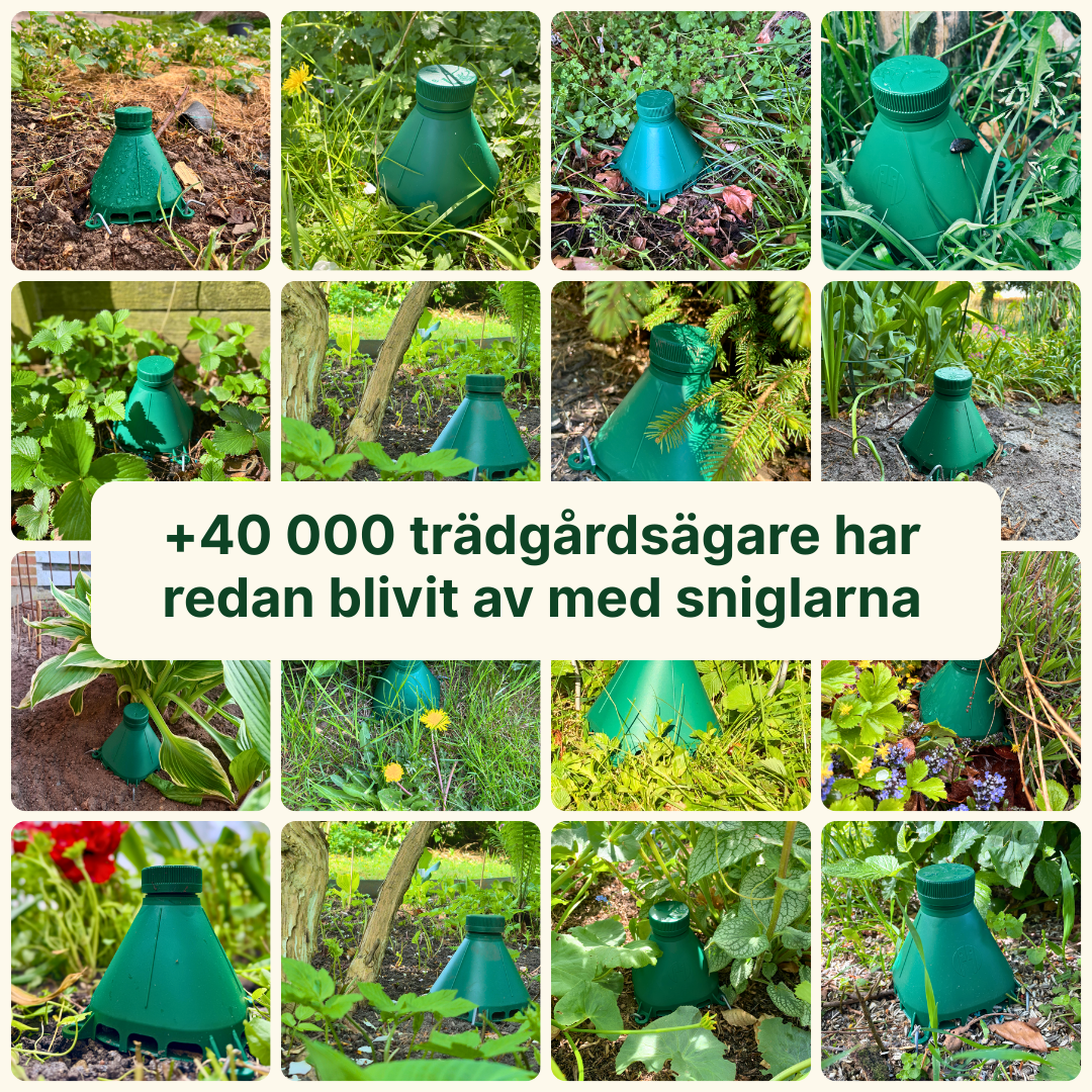Snigelfällan